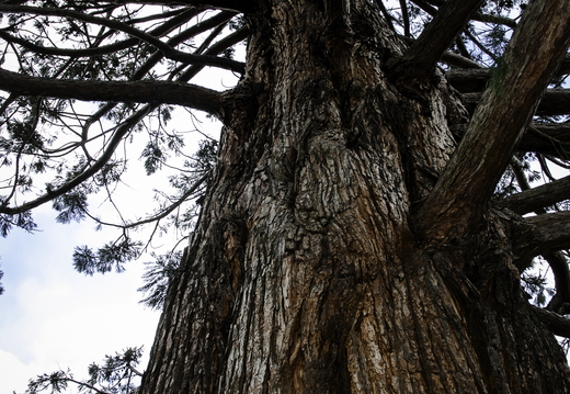 Trees
